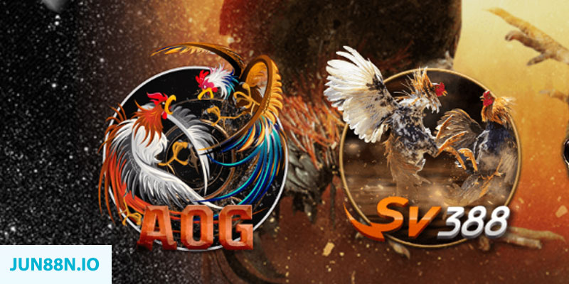 m88cvf gà chọi cầu thang