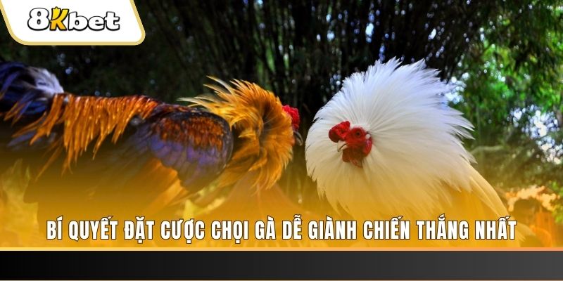m88cvf Giành Chủ Bull Bull